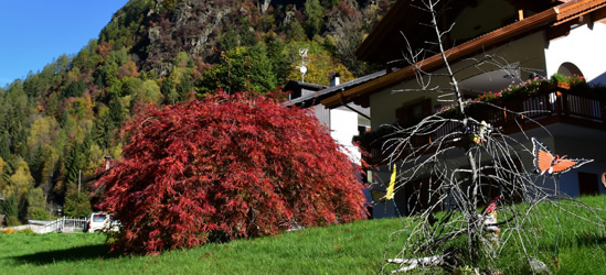 Autunno in Val di Rabbi Acero d'autunno al Residence Bonetti
